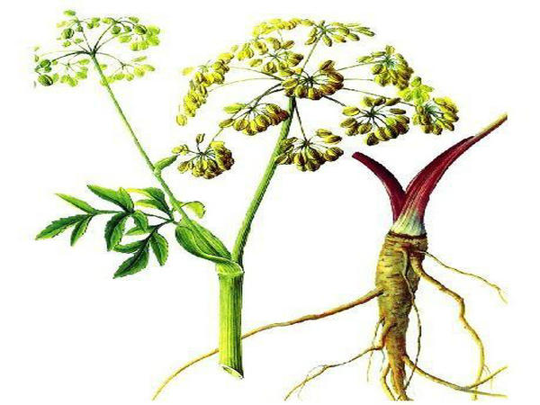 ���ߧا֧ݧڧܧ� �էѧ��ڧܧ�